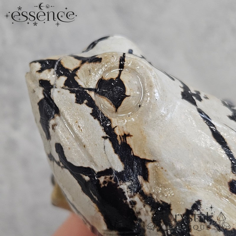 Picture Jasper Frog