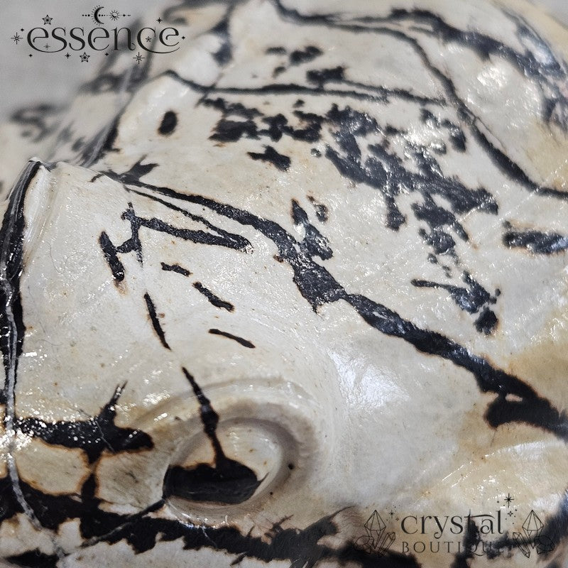 Picture Jasper Frog