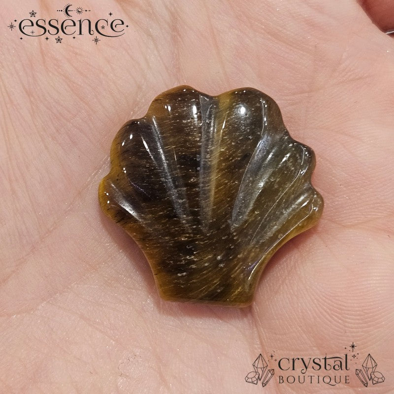 Tigers Eye Shell