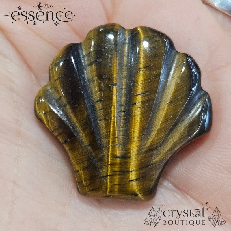 Tigers Eye Shell
