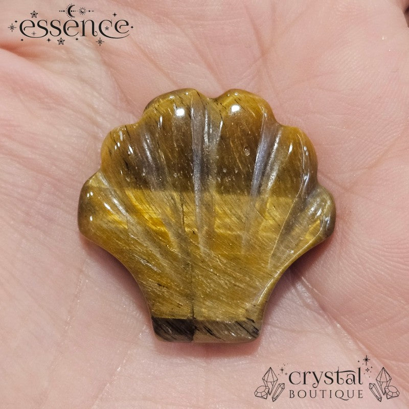 Tigers Eye Shell