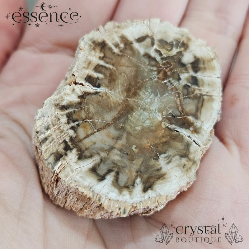 Petrified Wood Slices