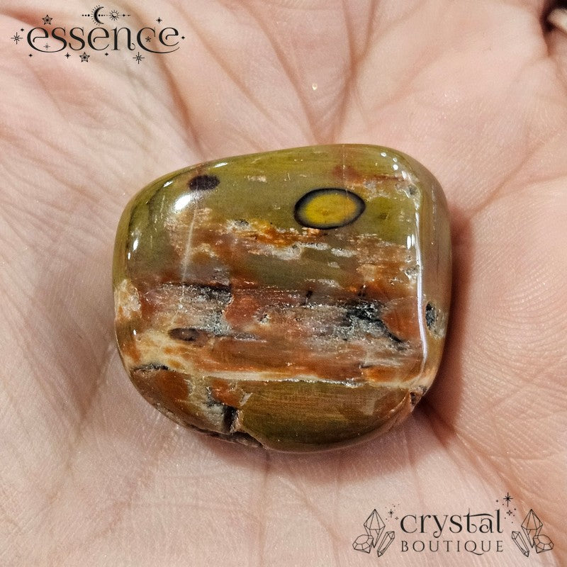 Petrified Wood Tumbled Stone