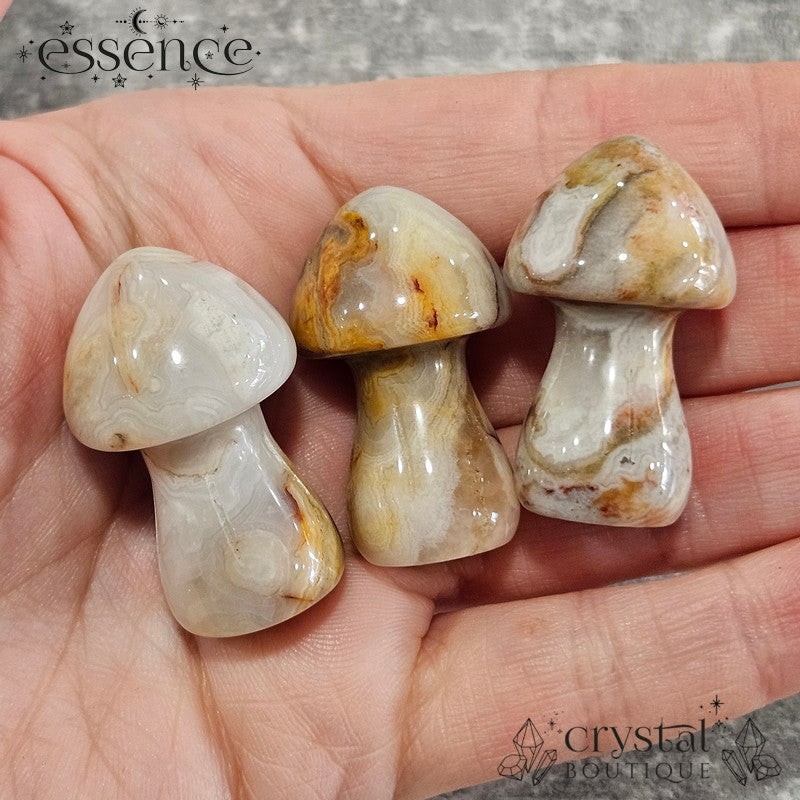 Crazy Lace Agate 35mm Mushroom