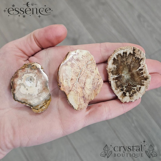 Petrified Wood Slices