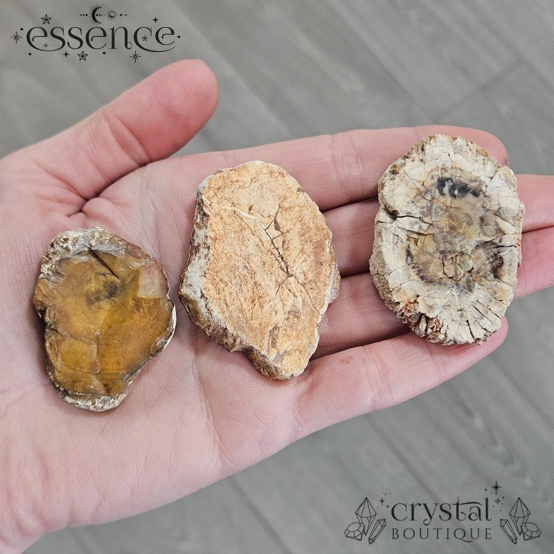 Petrified Wood Slices