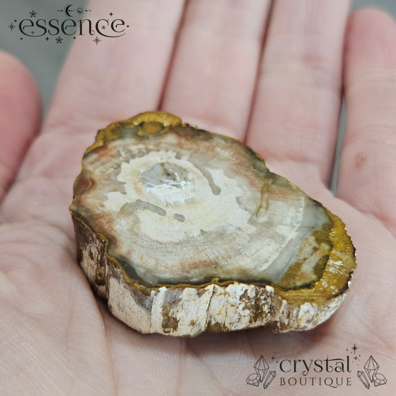Petrified Wood Slices