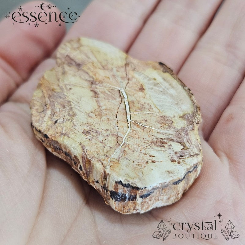 Petrified Wood Slices