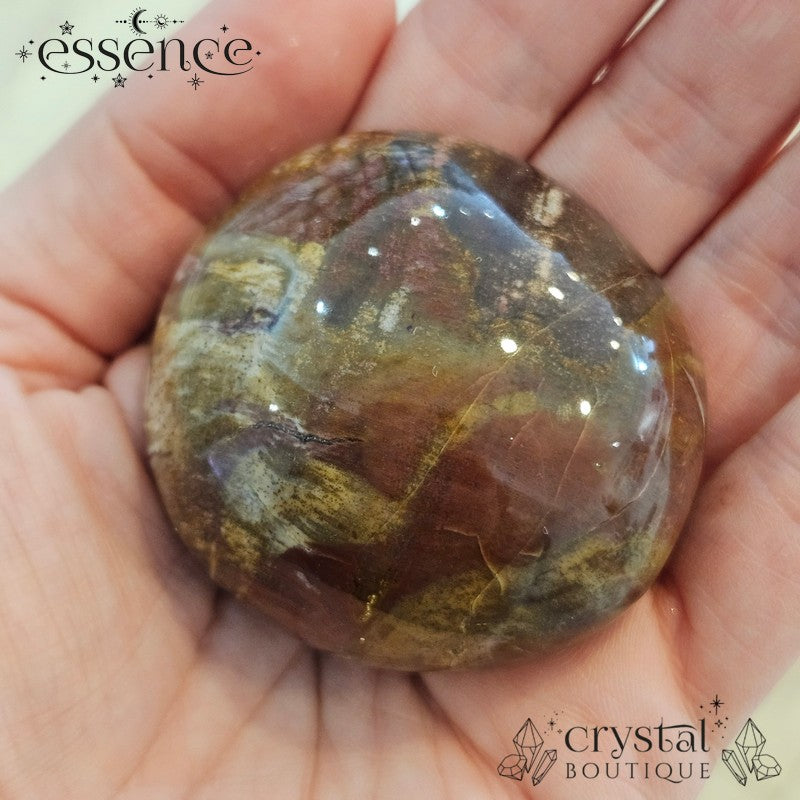 Petrified Wood Palm Stones